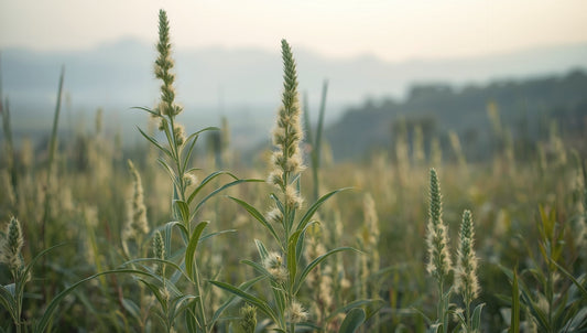 Herb Pharm Mullein Tincture: What to Know Before You Buy in the UK