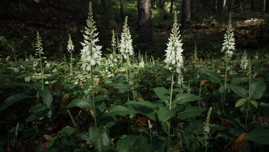 Black Cohosh in the UK: Traditional Uses, Safety, and What to Look For