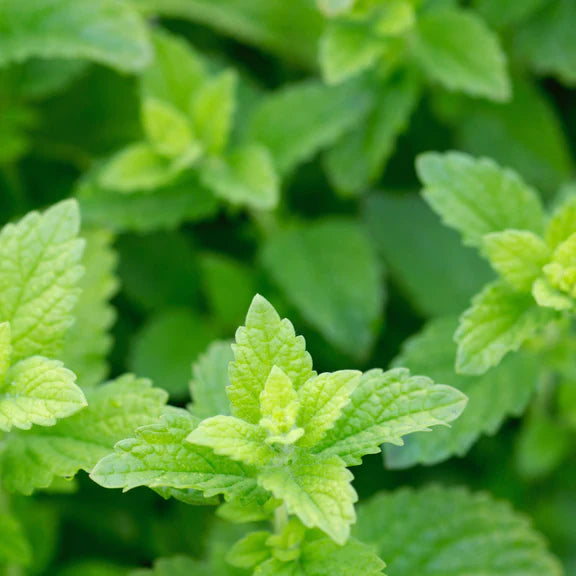 Herb Pharm Lemon Balm 30ml Organic